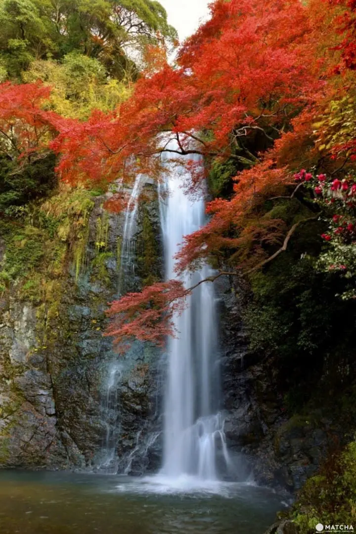 Ingin Menikmati Pemandangan saat Musim Gugur di Osaka? Ini Dia 5 Tempatnya!