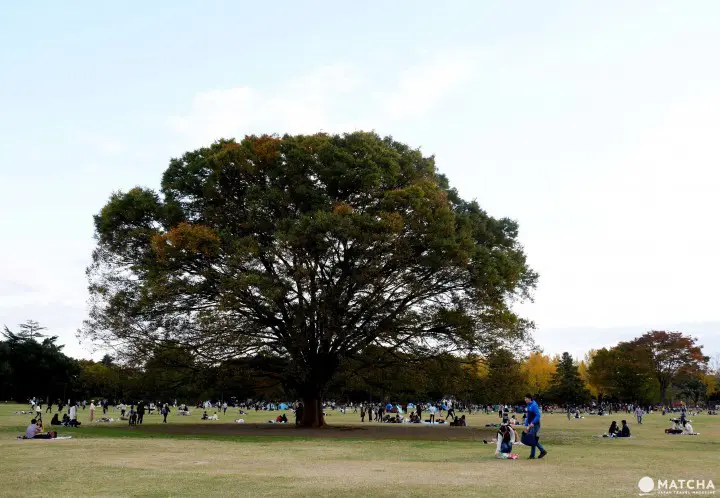 昭和記念公園草原