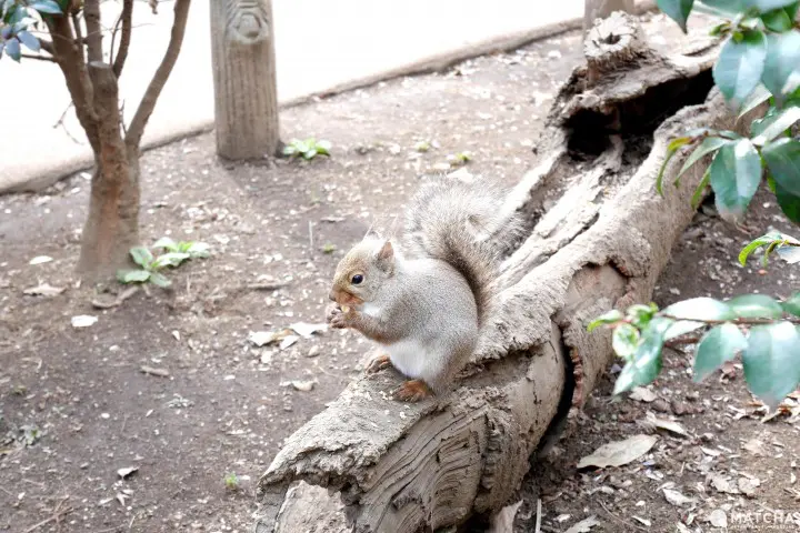 井之頭公園自然文化區