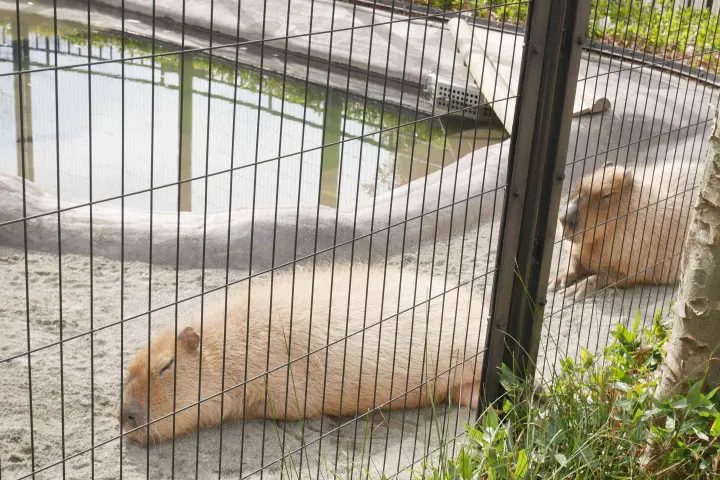 井之頭公園動物園親子