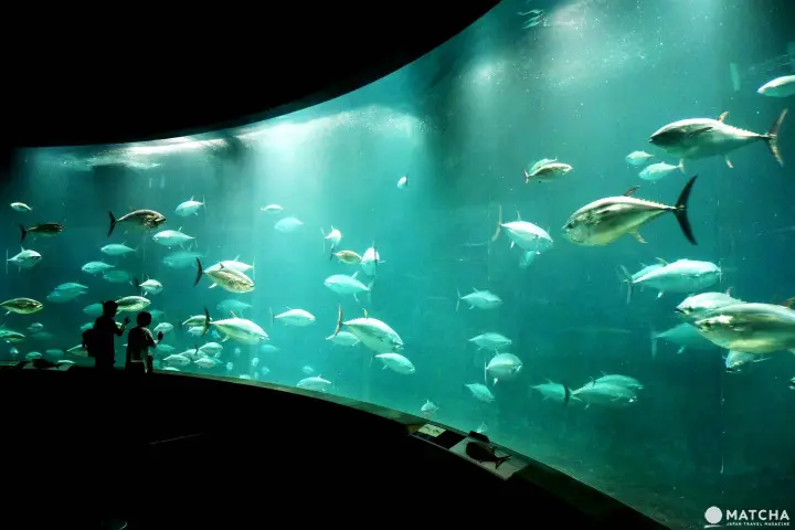 葛西臨海水族館