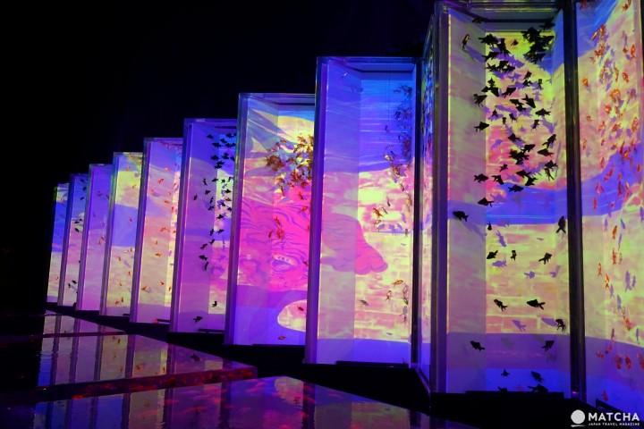 Art Aquarium อควาเรียมผสานศิลปะ ที่นิฮมบาชิ โตเกียว (Nihonbashi, Tokyo)