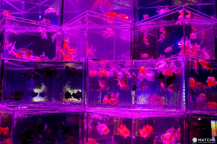 Art Aquarium อควาเรียมผสานศิลปะ ที่นิฮมบาชิ โตเกียว (Nihonbashi, Tokyo)