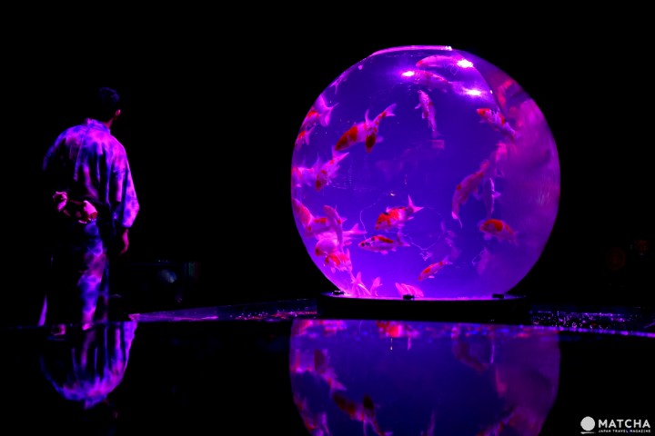 Art Aquarium อควาเรียมผสานศิลปะ ที่นิฮมบาชิ โตเกียว (Nihonbashi, Tokyo)