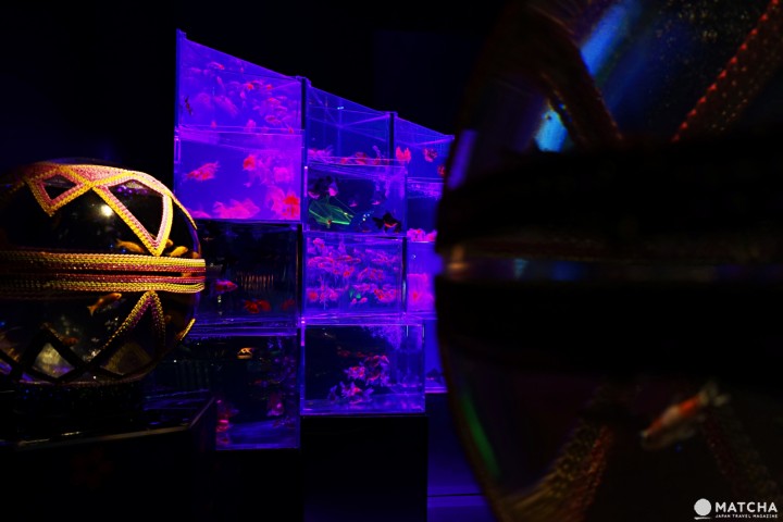 Art Aquarium อควาเรียมผสานศิลปะ ที่นิฮมบาชิ โตเกียว (Nihonbashi, Tokyo)