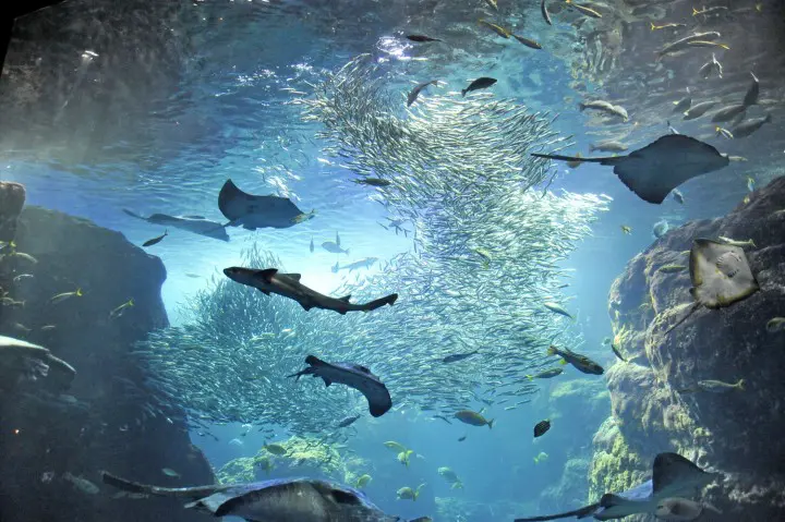 江の島でやりたいこと7選