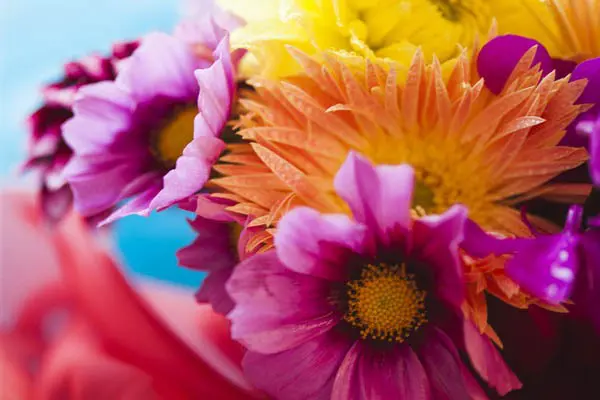 蜷川实花巡回展 花朵