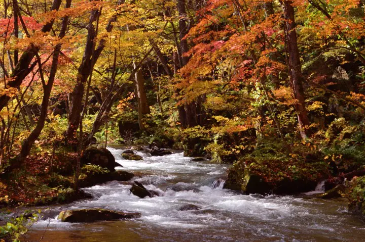 奥入濑溪流