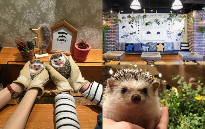 ハリネズミカフェ®️HARRY