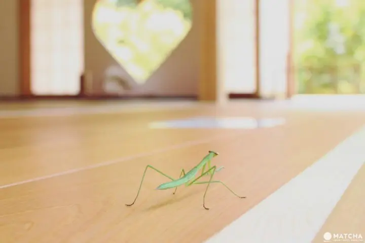 京都正壽院的風鈴祭