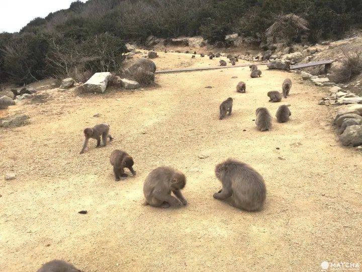 观光巴士一日券 轻松游小豆岛