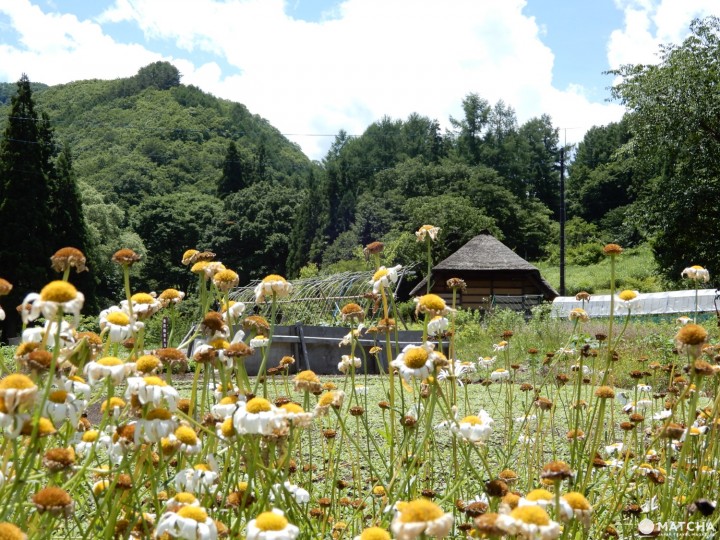 Enjoy the beauty and serenity of rural Fukushima’s Minami-Aizu area and step back in time while strolling through a secluded, century old farming hamlet of Maezawa