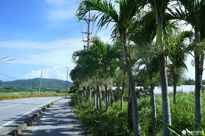 Banna Park in Ishigaki - Okinawa's Breathtaking Forest With Ocean View