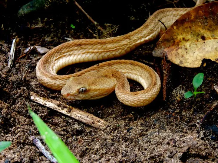 Banna Park in Ishigaki - Okinawa's Breathtaking Forest With Ocean View
