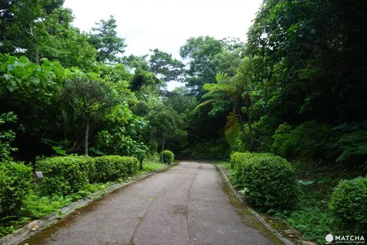 Banna Park in Ishigaki - Okinawa's Breathtaking Forest With Ocean View