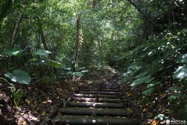 Banna Park in Ishigaki - Okinawa's Breathtaking Forest With Ocean View