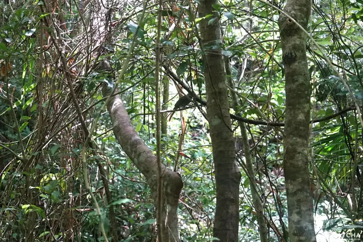 Banna Park in Ishigaki - Okinawa's Breathtaking Forest With Ocean View