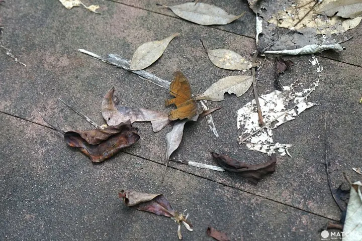 Banna Park in Ishigaki - Okinawa's Breathtaking Forest With Ocean View