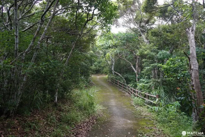 Banna Park in Ishigaki - Okinawa's Breathtaking Forest With Ocean View