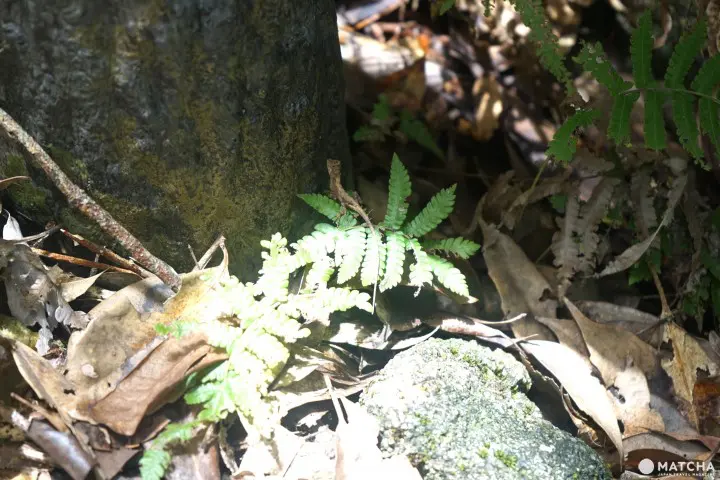 Banna Park in Ishigaki - Okinawa's Breathtaking Forest With Ocean View