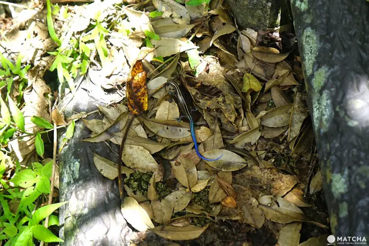Banna Park in Ishigaki - Okinawa's Breathtaking Forest With Ocean View