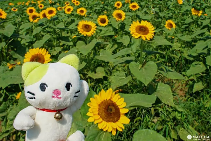 เกร็ดความรู้ภาษาญี่ปุ่น 