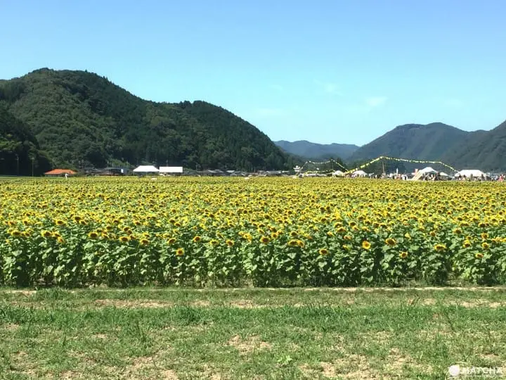 34万株向日葵绽放 兵库县黄橙花毯美不胜收