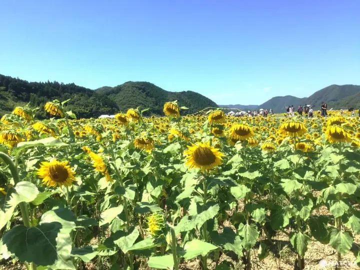 34万株向日葵绽放 兵库县黄橙花毯美不胜收