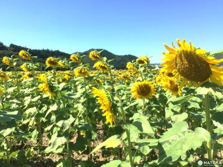 34万株向日葵绽放 兵库县黄橙花毯美不胜收