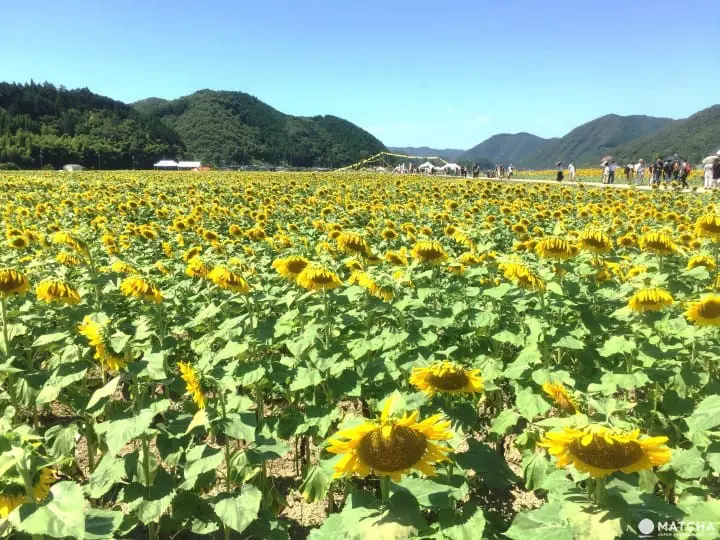 34万株向日葵绽放 兵库县黄橙花毯美不胜收