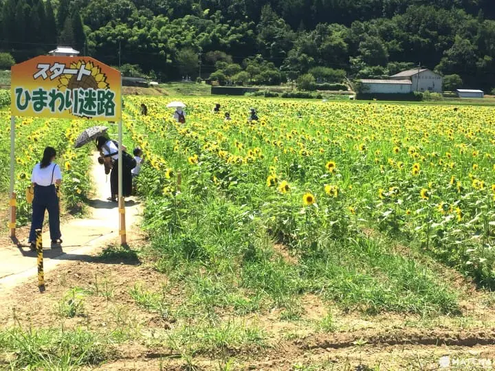 34万株向日葵绽放 兵库县黄橙花毯美不胜收