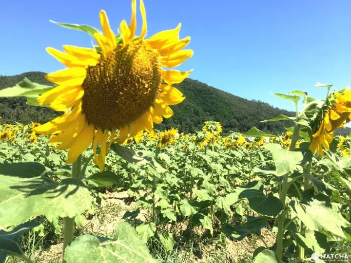 34万株向日葵绽放 兵库县黄橙花毯美不胜收