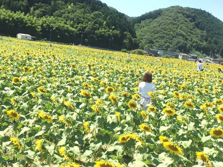 34万株向日葵绽放 兵库县黄橙花毯美不胜收
