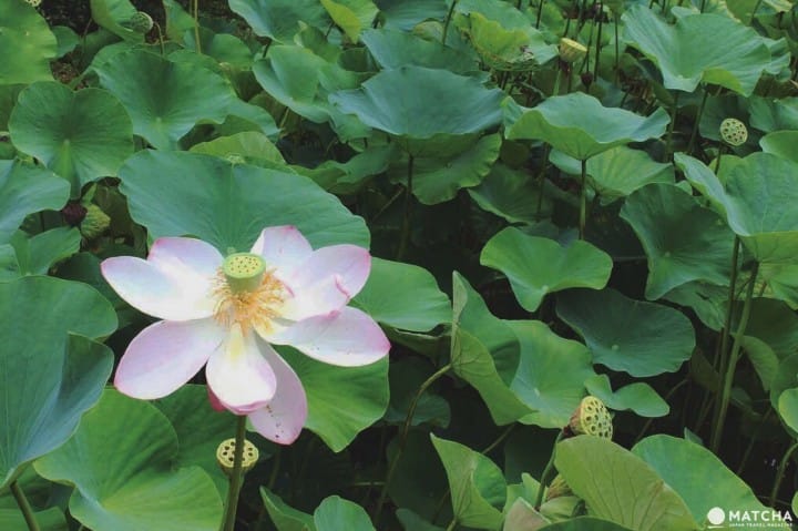 西芳寺預約
