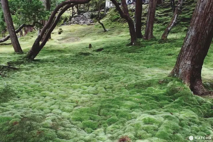 京都苔寺