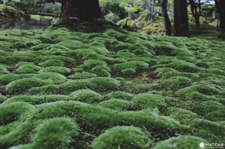 世界文化遗产京都西芳寺