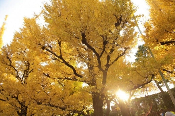 ตื่นตาตื่นใจกับแนวต้นแปะก๊วยตลอดสองข้างทางที่ Meijijingu Gaien ความงดงามที่ธรรมชาติสรรค์สร้าง!