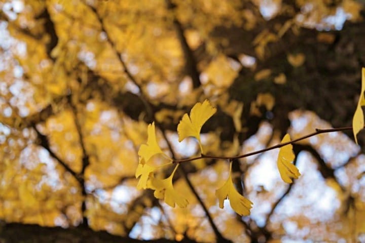 ตื่นตาตื่นใจกับแนวต้นแปะก๊วยตลอดสองข้างทางที่ Meijijingu Gaien ความงดงามที่ธรรมชาติสรรค์สร้าง!