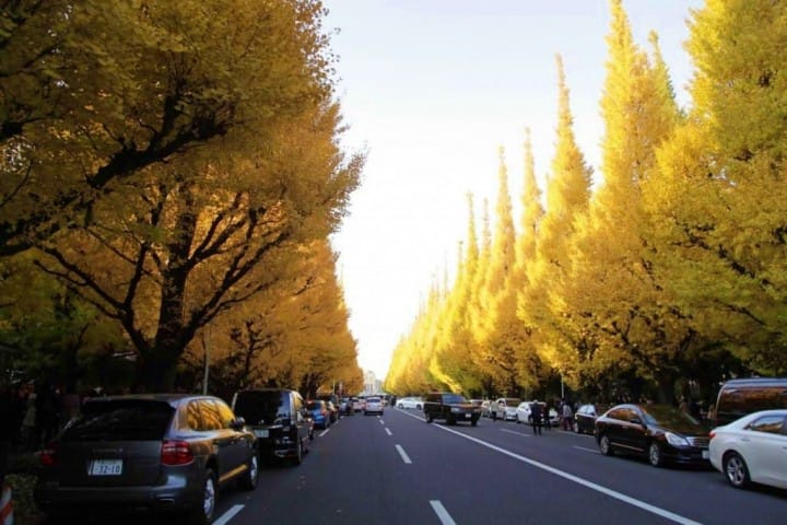 ตื่นตาตื่นใจกับแนวต้นแปะก๊วยตลอดสองข้างทางที่ Meijijingu Gaien ความงดงามที่ธรรมชาติสรรค์สร้าง!