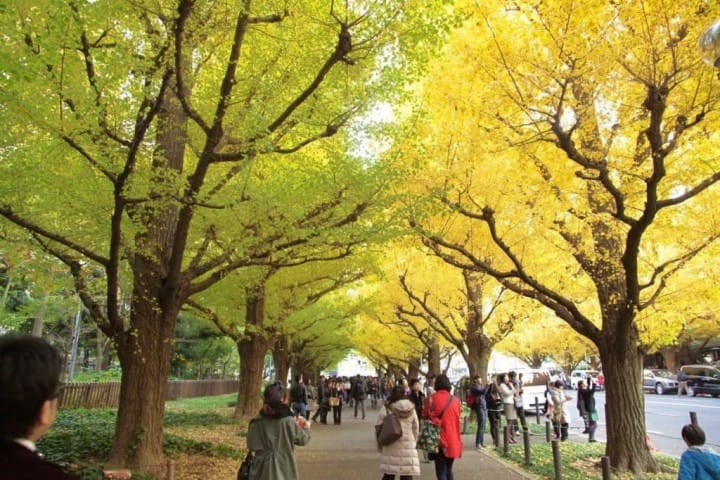 ตื่นตาตื่นใจกับแนวต้นแปะก๊วยตลอดสองข้างทางที่ Meijijingu Gaien ความงดงามที่ธรรมชาติสรรค์สร้าง!