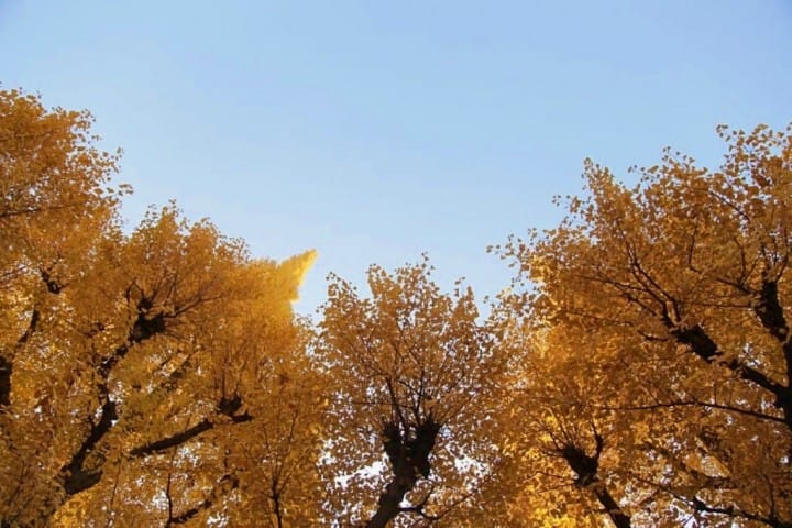ตื่นตาตื่นใจกับแนวต้นแปะก๊วยตลอดสองข้างทางที่ Meijijingu Gaien ความงดงามที่ธรรมชาติสรรค์สร้าง!
