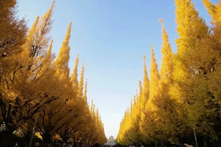 ตื่นตาตื่นใจกับแนวต้นแปะก๊วยตลอดสองข้างทางที่ Meijijingu Gaien ความงดงามที่ธรรมชาติสรรค์สร้าง!