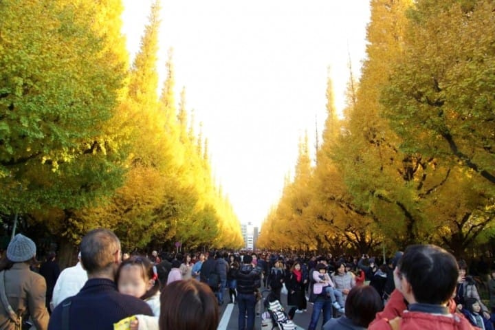 ตื่นตาตื่นใจกับแนวต้นแปะก๊วยตลอดสองข้างทางที่ Meijijingu Gaien ความงดงามที่ธรรมชาติสรรค์สร้าง!