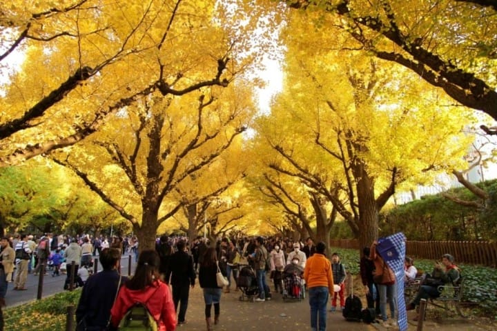ตื่นตาตื่นใจกับแนวต้นแปะก๊วยตลอดสองข้างทางที่ Meijijingu Gaien ความงดงามที่ธรรมชาติสรรค์สร้าง!
