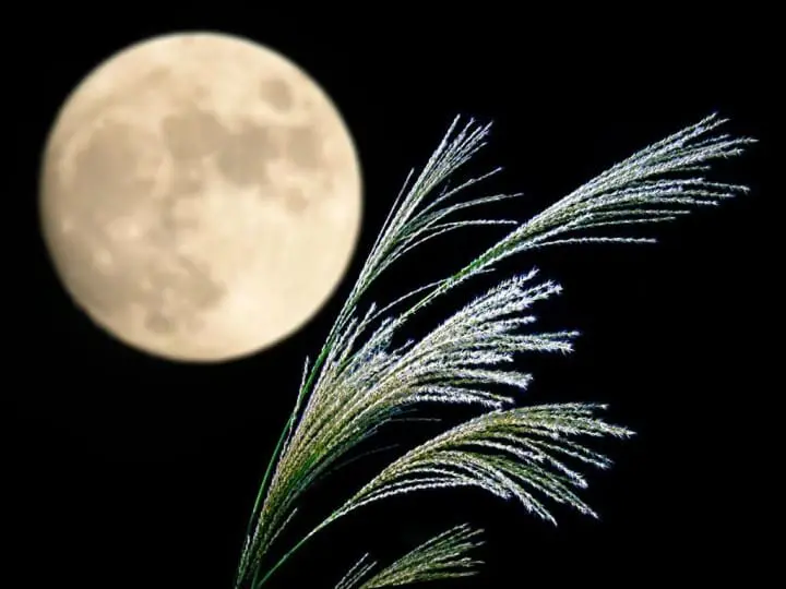 Autumn In Tokyo: Seasonal Activities, Weather And What To Wear