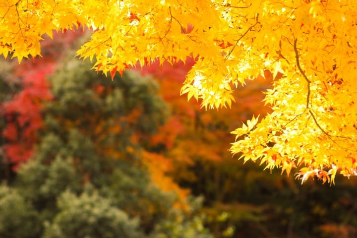 Autumn in Japan 2022: Travel and Weather for September-November