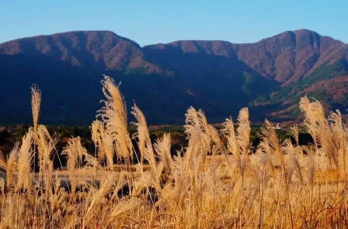 Autumn In Tokyo: Seasonal Activities, Weather And What To Wear