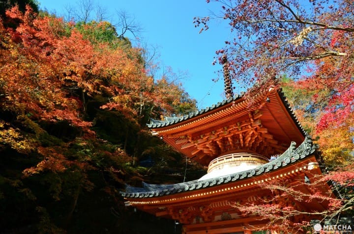 Ingin Menikmati Pemandangan saat Musim Gugur di Osaka? Ini Dia 10 Tempatnya!