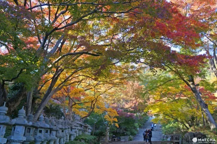 Ingin Menikmati Pemandangan saat Musim Gugur di Osaka? Ini Dia 10 Tempatnya!