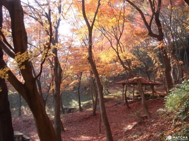 Ingin Menikmati Pemandangan saat Musim Gugur di Osaka? Ini Dia 10 Tempatnya!